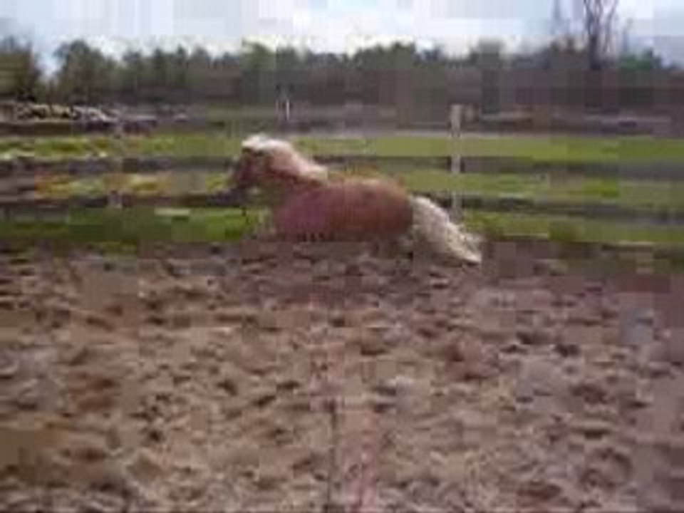 Daisy Saut
