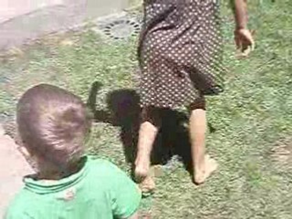 border terrier apres le bain !