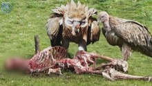 El buitre del Himalaya: ¡la naturaleza le dio una máscara de guerra!