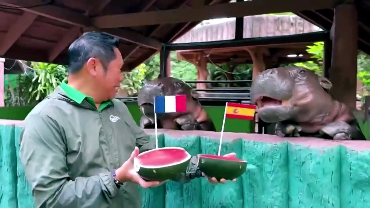 Hipopotam karłowaty w Tajlandii typuje finał Francja–Argentyna