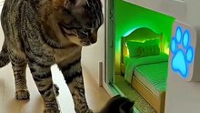 The Smartest Cat Ever 💀