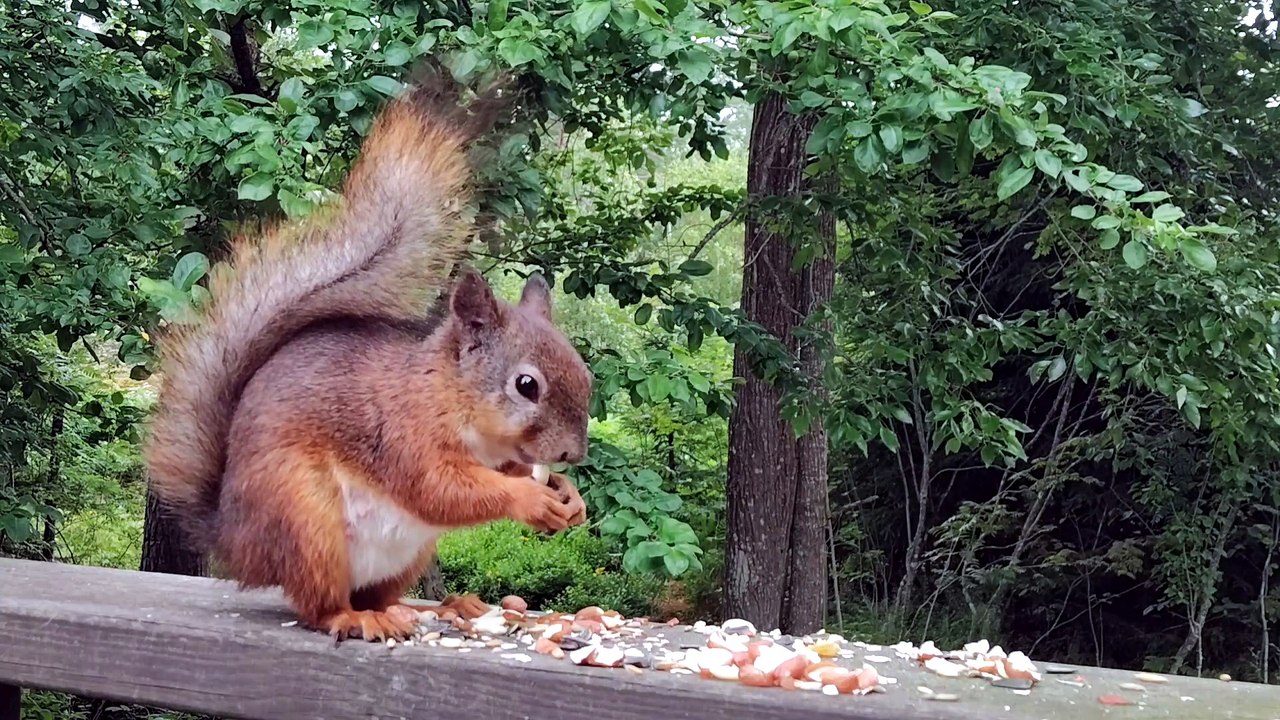 Is This Cute Red Squirrel Pregnant? 🐿️ Backyard Brunch and Soothing Bird Sounds