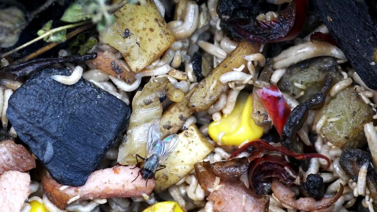 BSF: A Mosca-Soldado-Negra que Pode Revolucionar a Alimentação Mundial