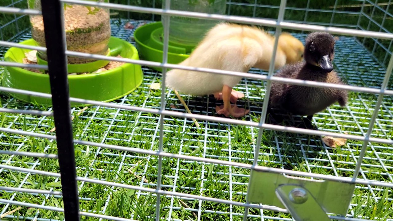 Lunch can wait, it seems, as DVD scouts for MTM. | #SparklegleamFarm #DVD #MaryTylerMolt #MTM #DickVanDuck #farm #ducks #farmanimals #soft #cute
