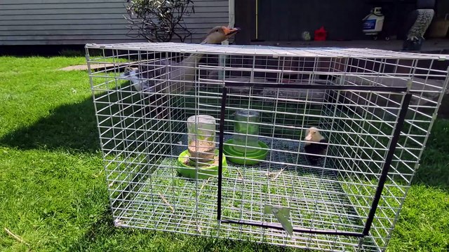 Tooey did not start off terribly keen on the new additions to our Farm. -.- | #SparklegleamFarm #MTM #DickVanDuck #MaryTylerMolt #Tooey #DVD #homestead #Lemongrab #geese #farmanimals #soft #cute