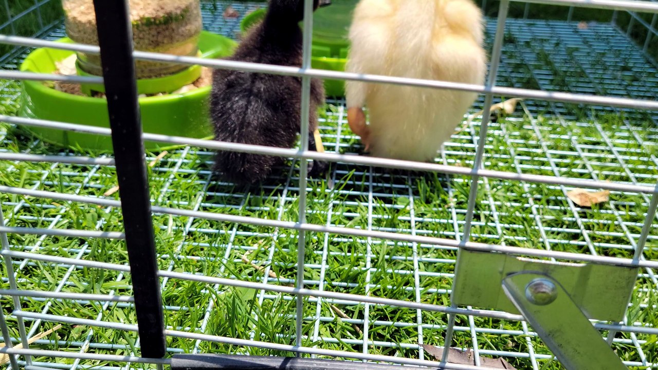 Peas in a pod, baby duck edition. | #SparklegleamFarm #MaryTylerMolt #DVD #DickVanDuck #MTM #homestead #ducks #farmanimals #soft #cute
