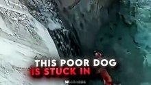 This Dog Was Stuck! ❤️‍