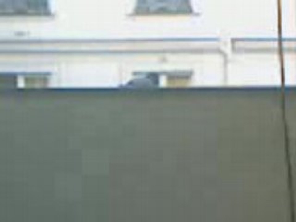 LE PIGEON PARISIEN 2