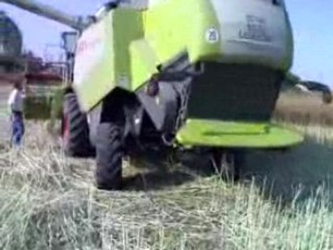 Claas Lexion 540 is harvesting the raps