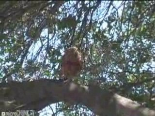A Hawk's 4th of July Picnic
