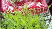 🚣🚣‍♀️नैनीताल के एक छोटे से गाँव में मेरा घर है,🌳🐒🤔 जहाँ हर सुबह प्रकृति अपने अनोखे मेहमानों के साथ मेरा स्वागत करती है। कभी काकड़,🦌 कभी लंगूर🙊 और बंदर, 🐒तो कभी हरा तोता,🦜🦜 काला साँप🐌 और दूर से आता भालू—यहाँ हर दिन एक नई कहानी जन्म लेती है। मेरे
