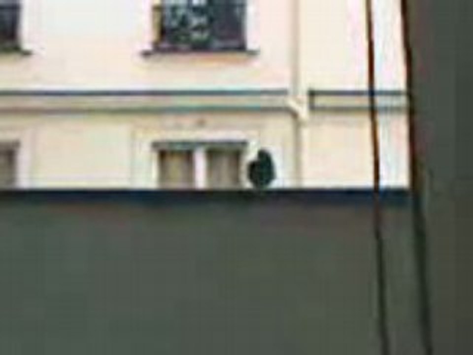 LE PIGEON PARISIEN 3