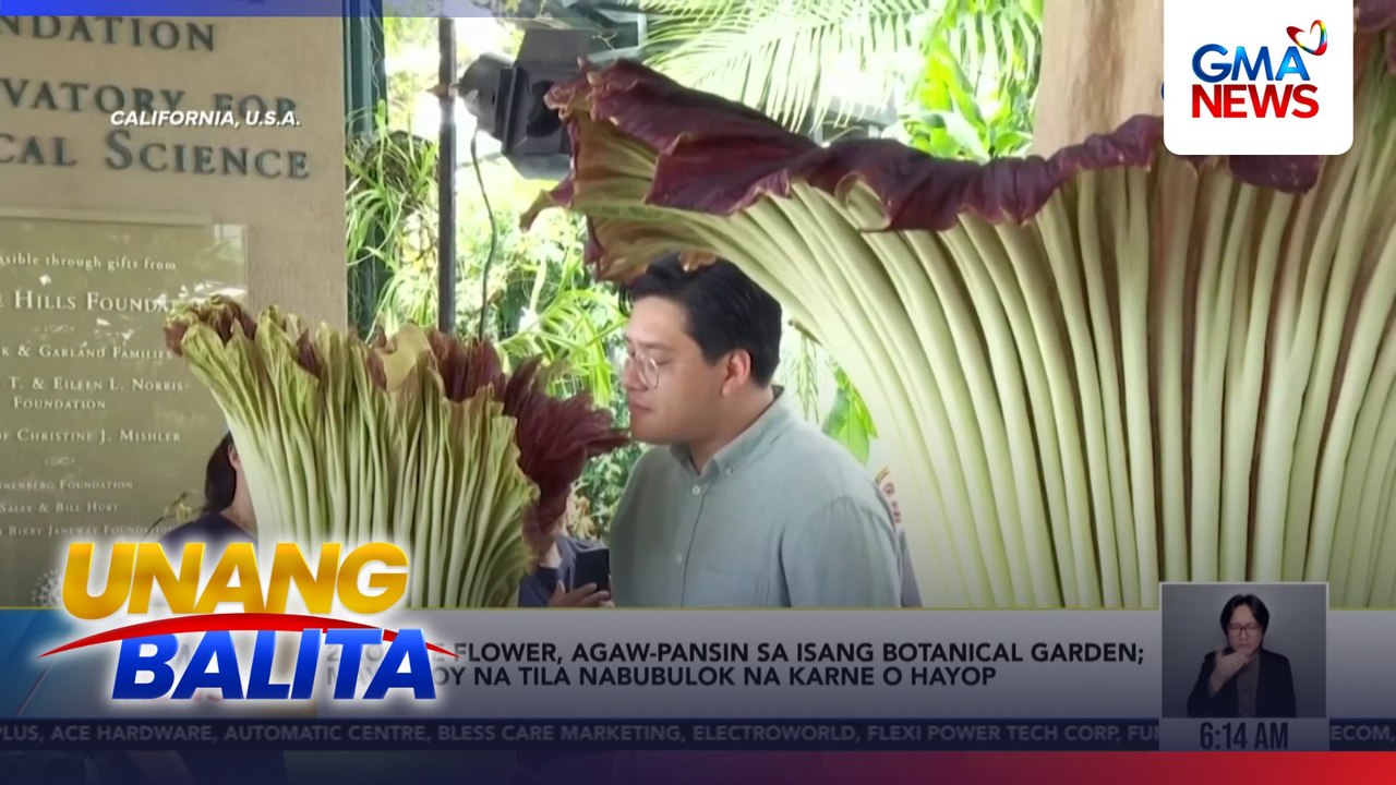 2 corpse flower, agaw-pansin sa isang botanical garden; may amoy na tila nabubulok na karne o hayop | Unang Balita