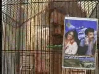 Clip_videozik-com_66889_amazigh-chelha_