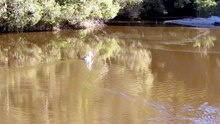 Australian pelican 03