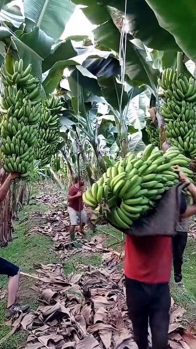 Oddly Satisfying Harvesting & Smart Farm Inventions You’ve Never Seen Before ✨