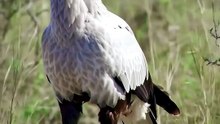 AVE-SECRETÁRIA CAÇA COBRAS A CHUTES?! 😳