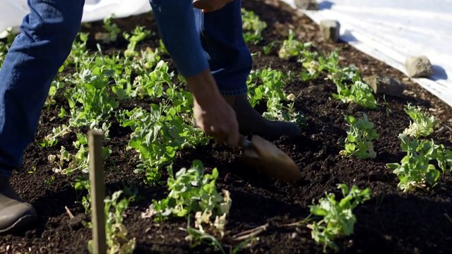 Asparagus, From Crowns to Cropping