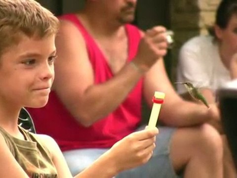 OVCC: Hand-feeding Hummingbirds @ Lake Hope June 2008