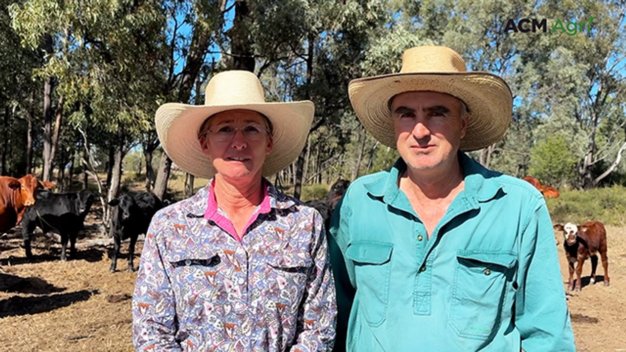 Moura cattle producers target premium EU Grassland market with strategic Angus cross