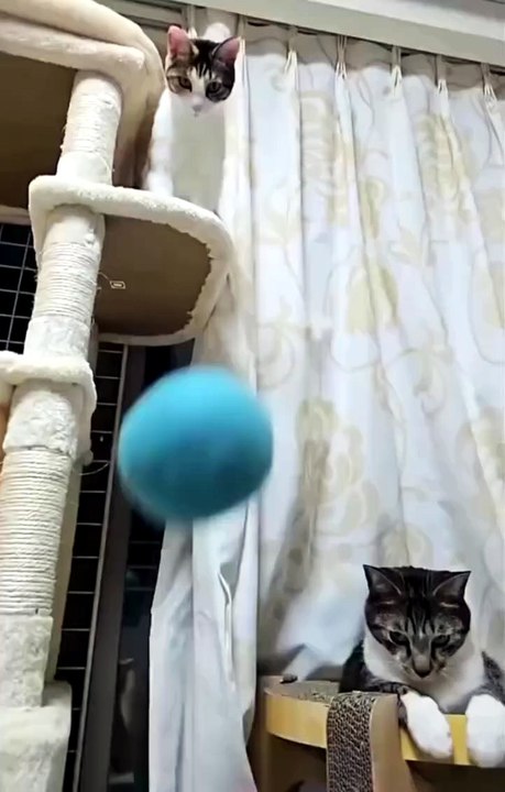 Other people's cats react incredibly fast,  but mine... 😂