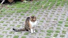 Listening to the morning concert :) #cats #funnycats #catlovers #nature