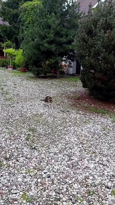 Coming back home after backyard adventures ... or maybe not :) #cats #funnycats #catlovers