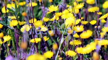 Spring Meadow With Yellow Flowers