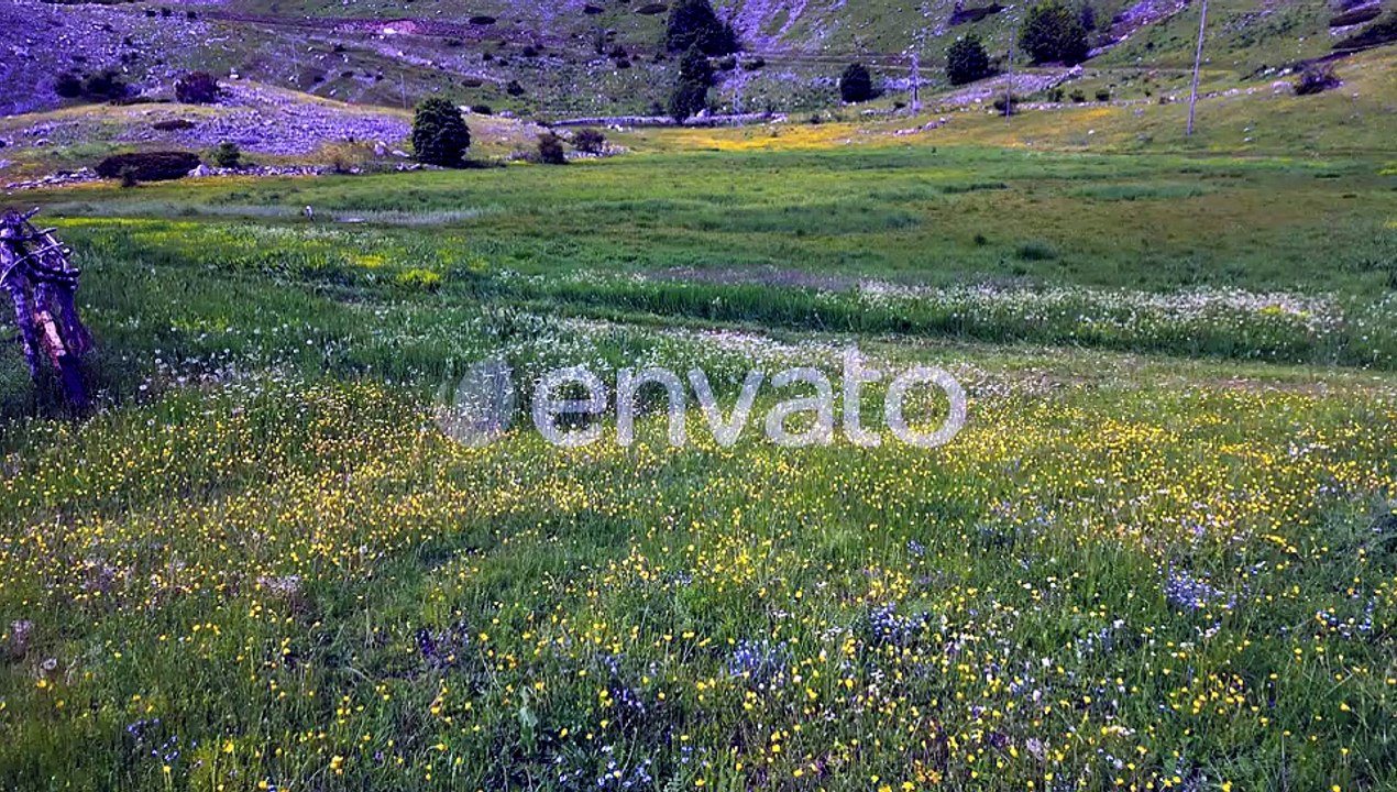 Flying low over a meadow with mountain flowers. Lots of mountain flowers. Aerial view.