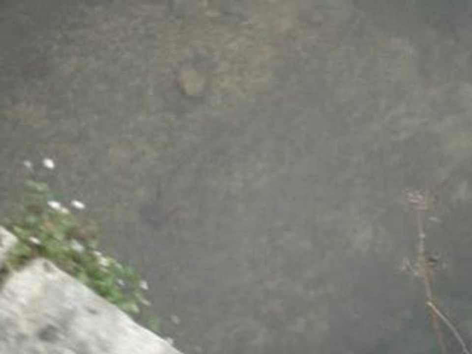 Superbe Truite filmé sur le parcours LaFario De Til-Châtel