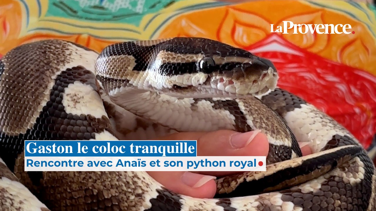 Mon drôle d'animal : rencontre avec Gaston le python