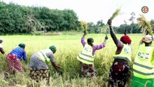 Région-Guiglo/ Filière riz : le conseil régional du Cavally apporte un appui aux riziculteurs