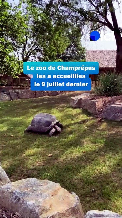 Le zoo de Champrepus accueille six tortues