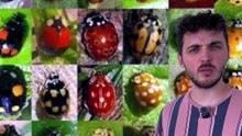 La coccinelle est DANGEREUSE ! #coccinelle #danger #toxique #animaux #nature