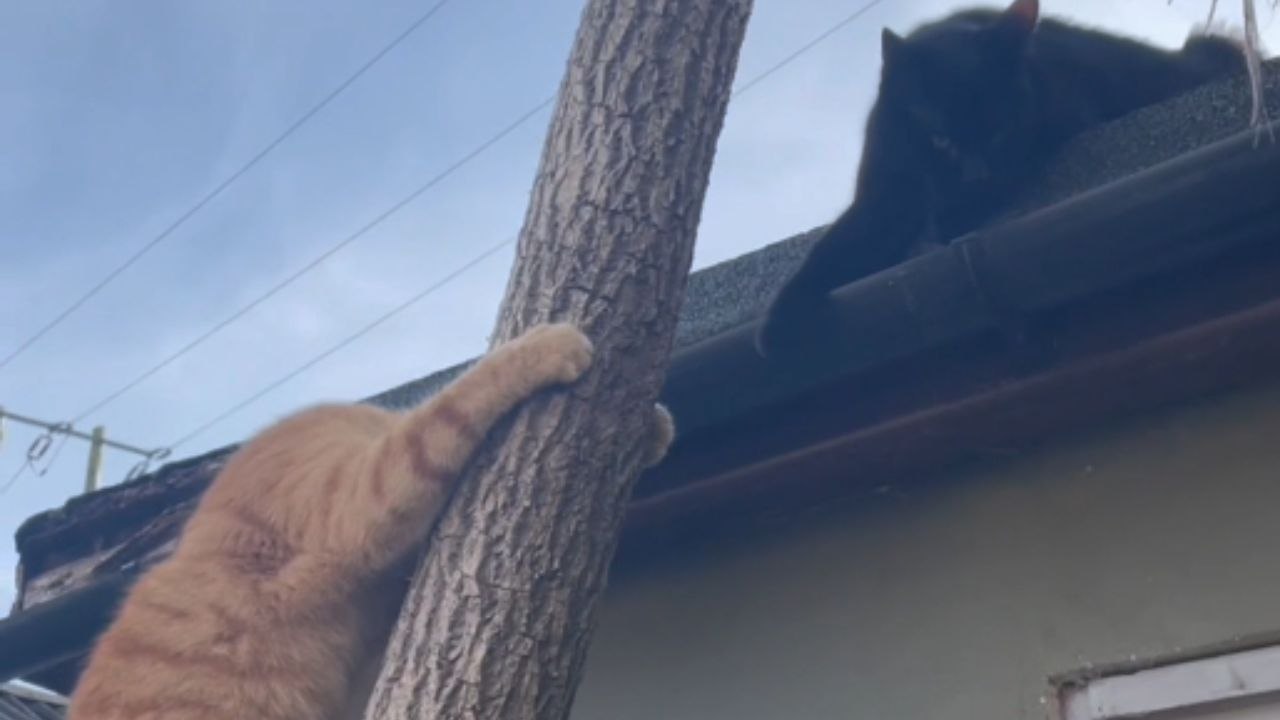 Blind Cat Follows His Brother Up a Tree for Playful Mischief