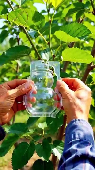 🍇 Mulberry Grows into a Snowman! ⛄ Hashtags: #OddlySatisfying #Nature #4K