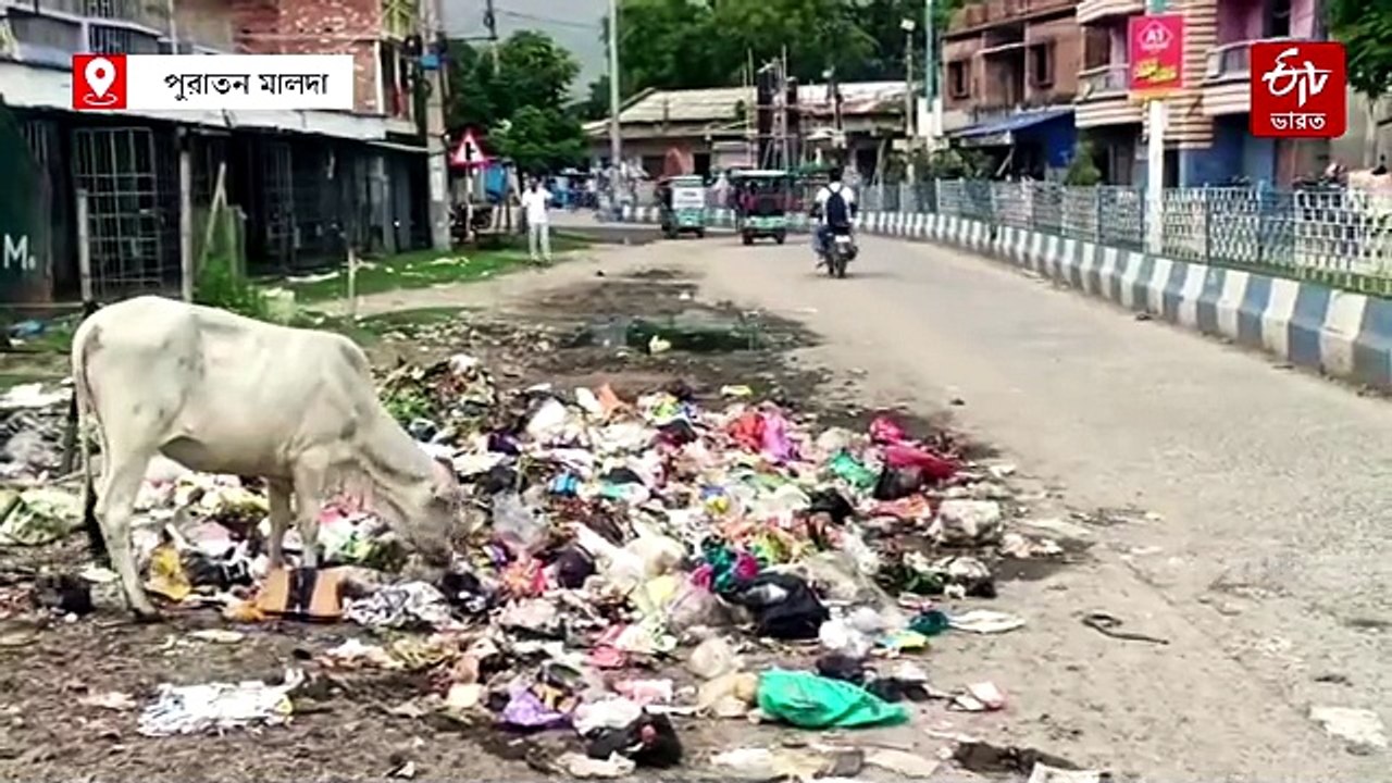 নিজস্ব ভাগাড় নেই! বর্ষার মরশুমে পুরাতন মালদা শহর যেন আবর্জনার ডাম্পিং গ্রাউন্ড