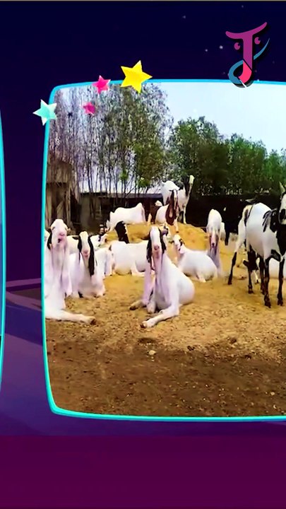 Muslim Celebrate Eid | C-NEWS | Full Episode 26 - English Version | JINN TV Original