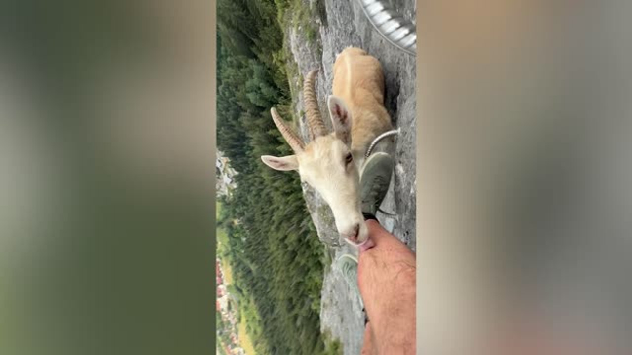 Wildlife Photographer Makes Friends With Locals As Goal Licks His Leg On Cliff Face | Wild-ish TV