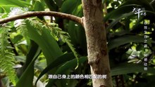 樹棲動物 @ 大千世界 動物 Arboreal animals