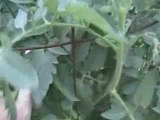 DUYF - Suckering Tomatoes - Results ~ A Garden Tour