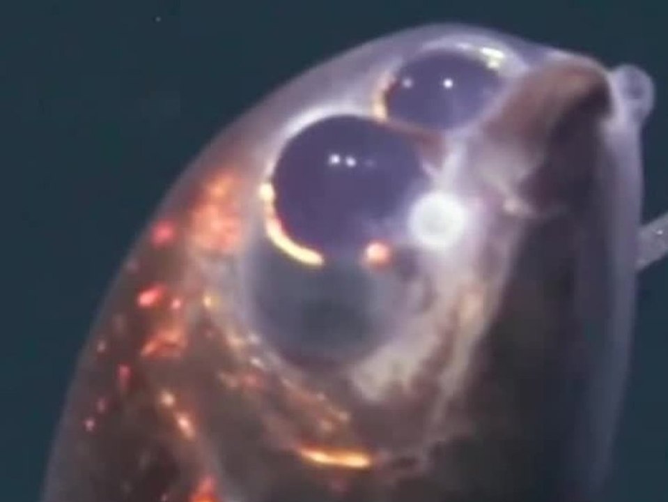 Glaskopf und riesige Augen: Forscher filmen erstmals Gespensterfisch