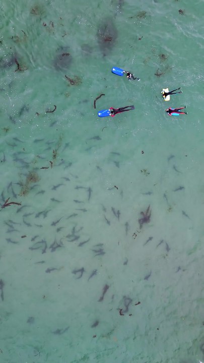Would You Swim with the Leopard Sharks of La Jolla?