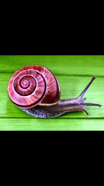 I used AI to give a snail a next-level shell, and the prompt is so simple you have to try it yourself.