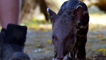 Zoo de Hertfordshire recebe 1.ª anta em 14 anos após gravidez de 430 dias