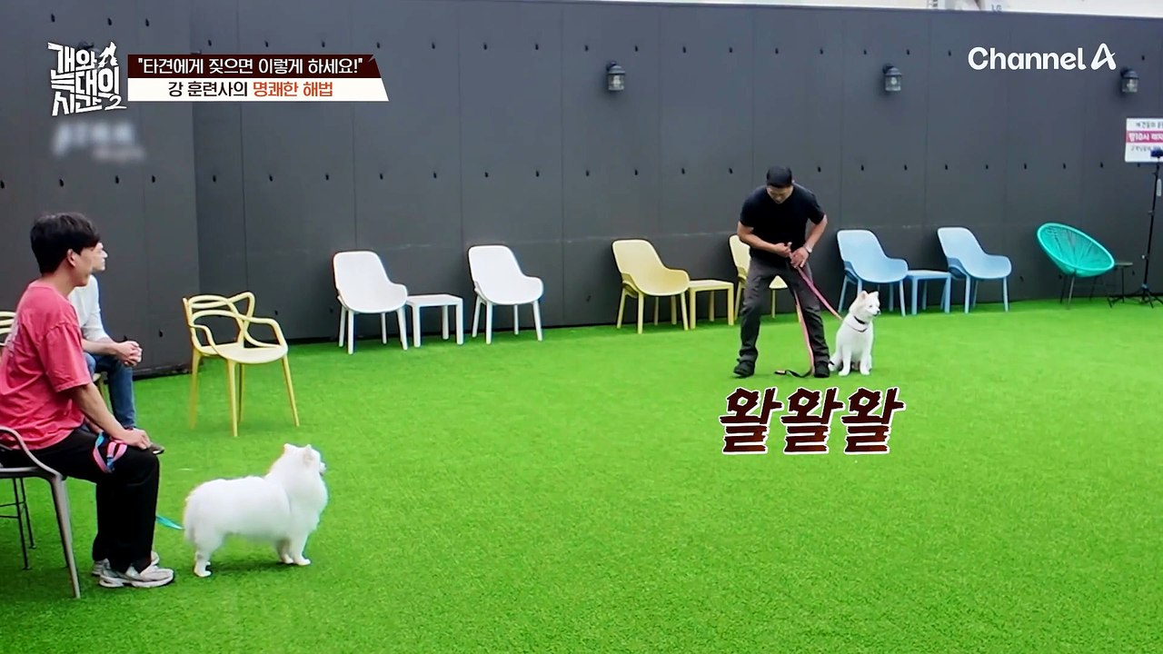 "3주면 될걸요?" 타견에게 짖는 '순돌'을 향한 강 훈련사의 명쾌한 해법