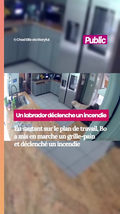 Un labrador déclenche accidentellement un incendie