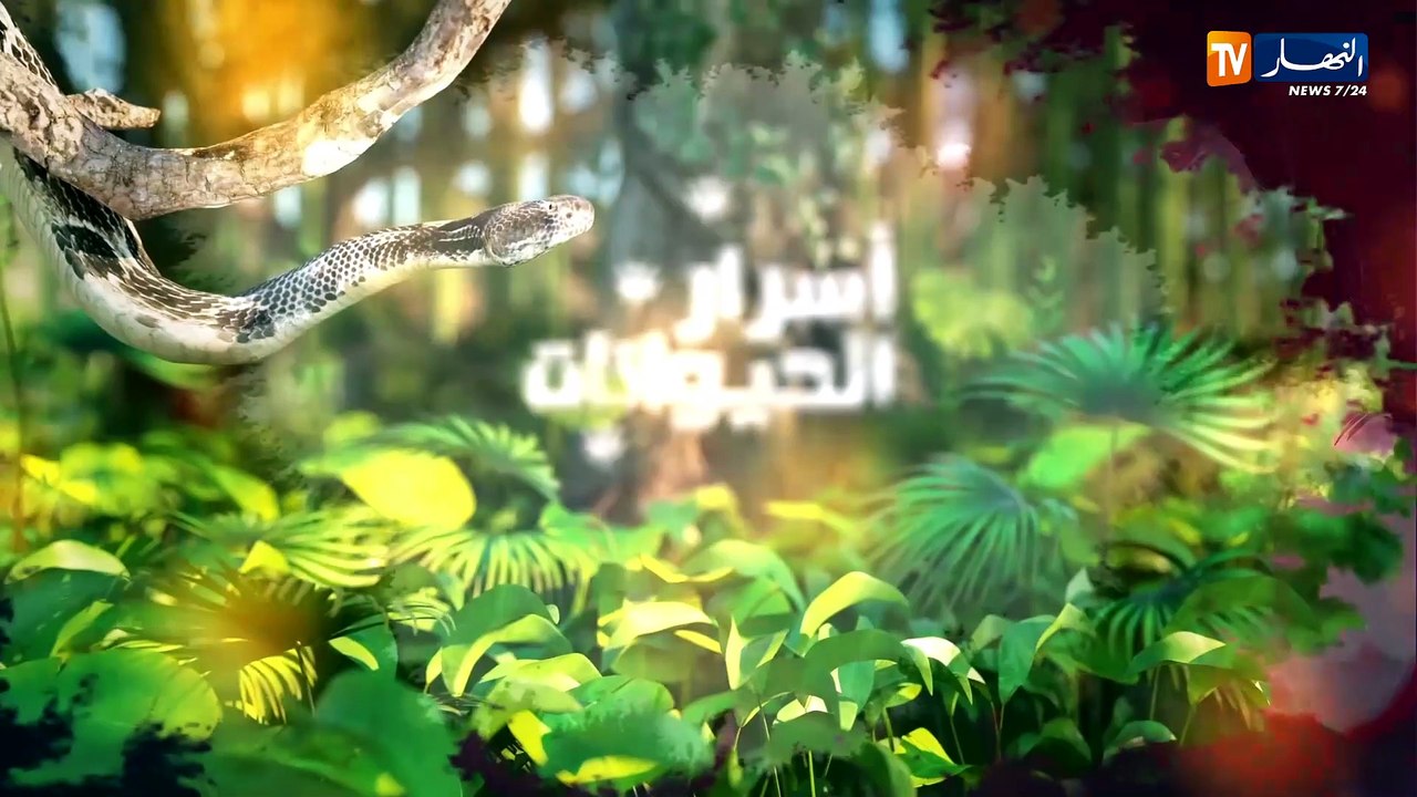 أسرار الحيوانات / الطاووس