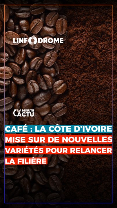 LA CÔTE D'IVOIRE MISE SUR DE NOUVELLES VARIÉTÉS DE CAFÉ POUR RELANCER LA FILIÈRE