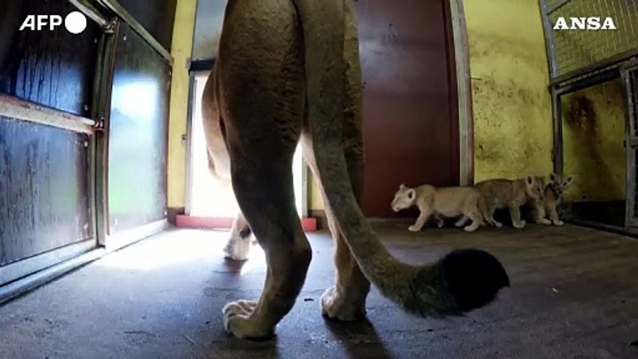 Norvegia, cuccioli di leone muovono i primi passi all'aperto allo zoo di Kristiansand